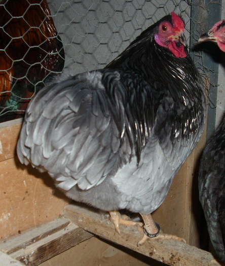 IMG_2471; albastru Wyandotte bantam
