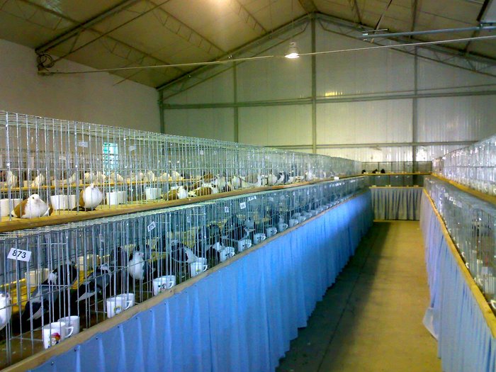 HALA PORUMBEI DE ZBOR - Cupa Dunarii Galati nov 2010