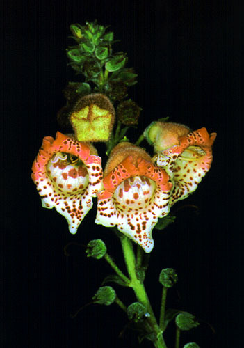 kohleria allenii - Plante dorite