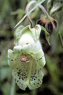 kohleria tigridia - Plante dorite