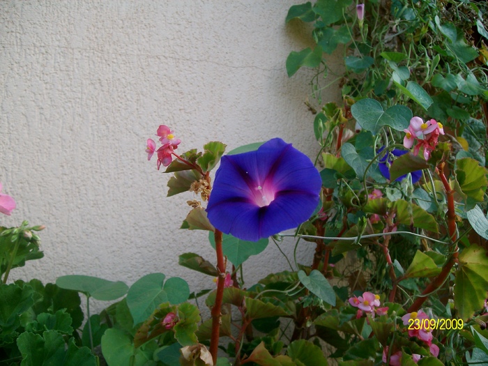 SANY6179 - florile mele