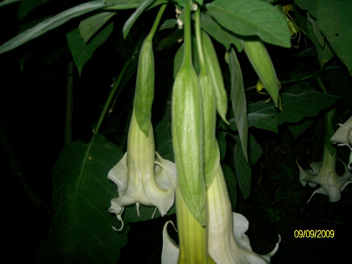 SANY6014 - florile mele