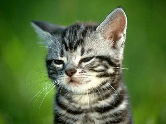 image_large.php (10) - Pisici