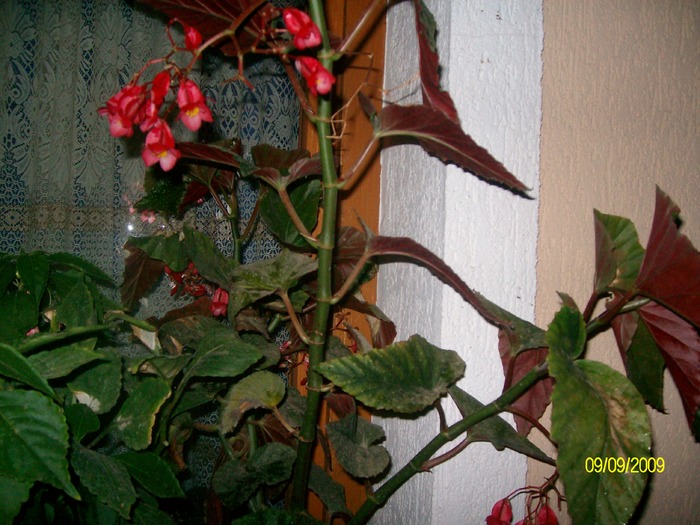 SANY6056 - florile mele