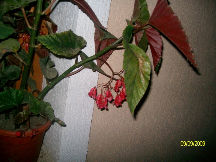 SANY6057 - florile mele