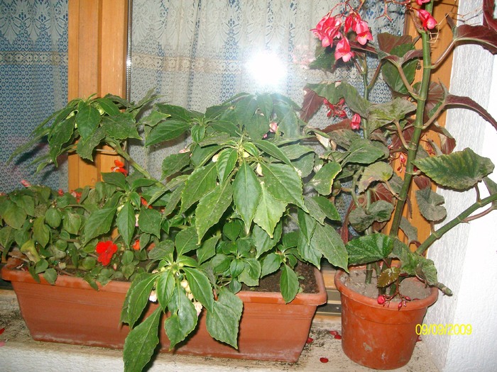 SANY6059 - florile mele