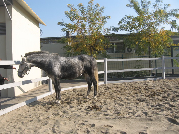 Expo. Galati nov. 2010. - Caii