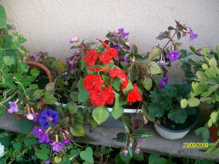 SANY6178 - florile mele