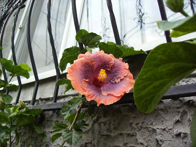  hibiscus in octombrie - flori 2010