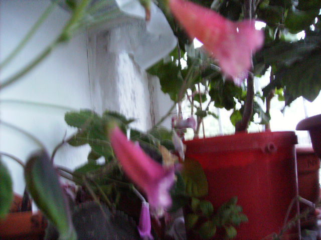  smithiantha in noiembrie