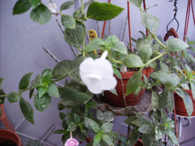 achimenes dublu alb in noiembrie - flori 2010