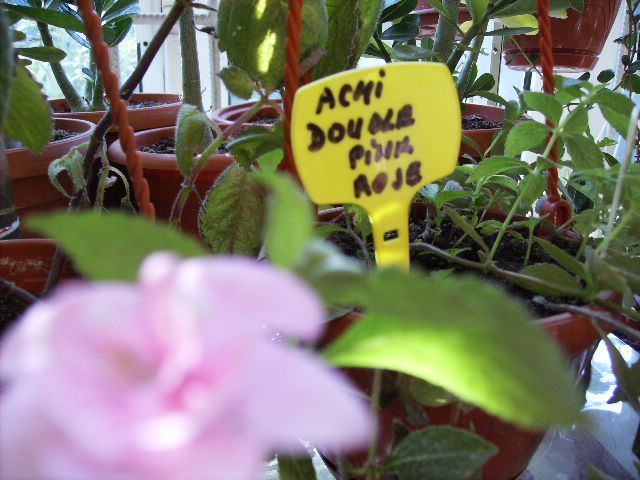 achimenes double pink - flori 2010