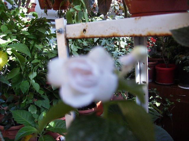 achimenes dublu in noiembrie in interior