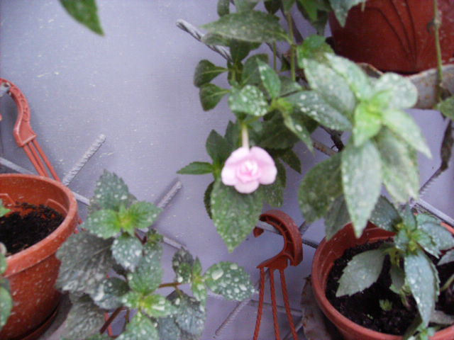 achimenes dublu roz in noiembrie