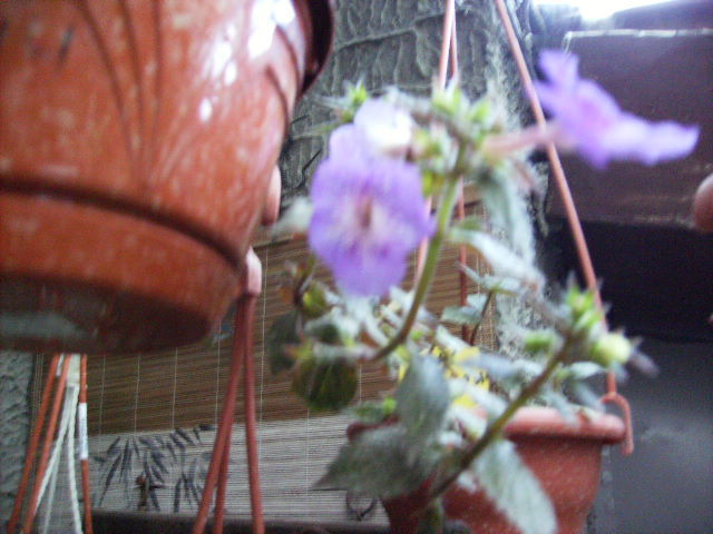 achimenes in noiembrie