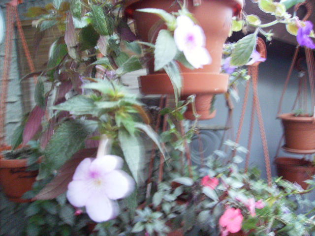 achimenes in noiembrie 2