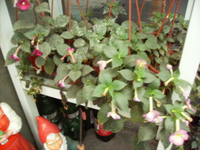 achimenes in octombrie -grup4