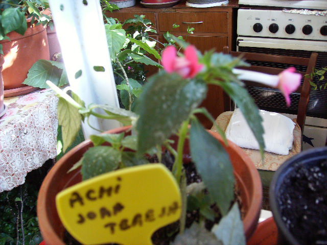 achimenes sora teresa