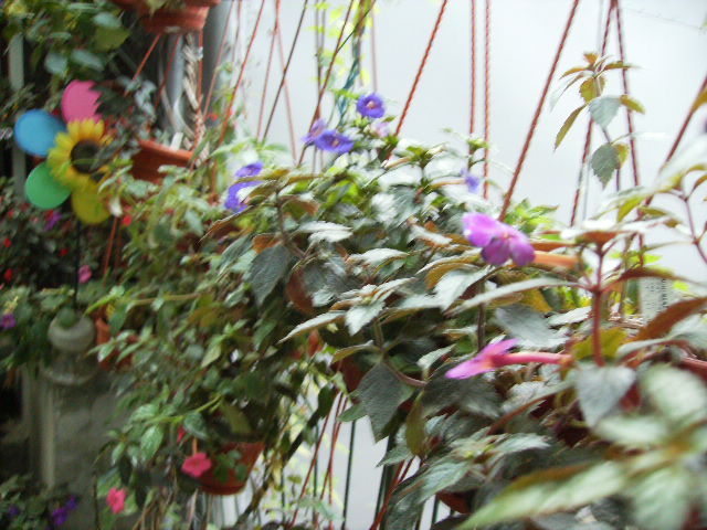achimenes toamna -ansamblu