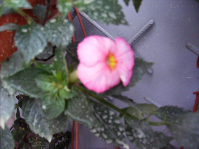 achimenes varietate in noiembrie