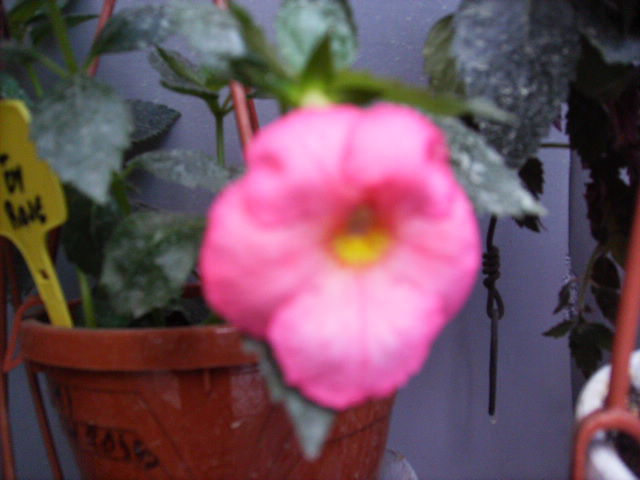 achimenes varietate in noiembrie 2