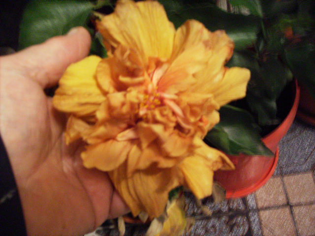 alt hibiscus in noiembrie 2