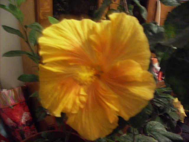 alt hibiscus in noiembrie