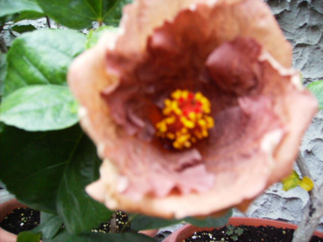 alt hibiscus in octombrie