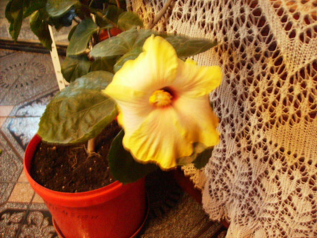 alt hibiscus inflorit in 8 noiembrie