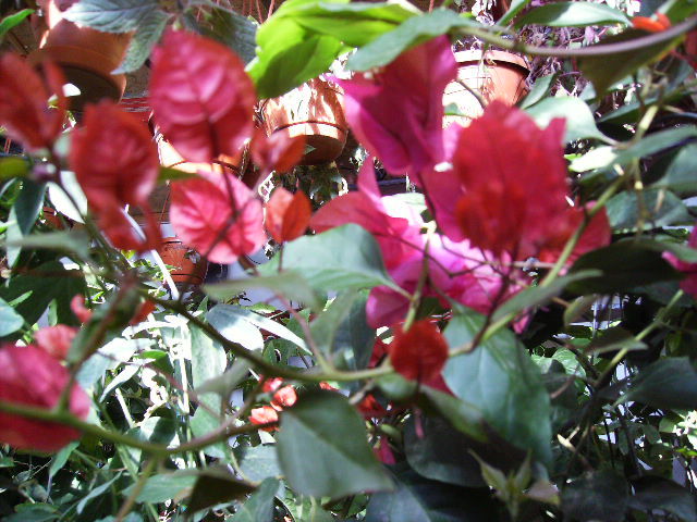 bougainvilea dubla in noiembrie