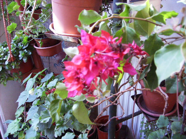 bougainvilea dublu rosu in noiembrie2
