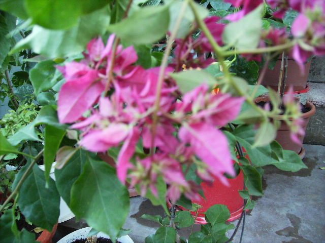 bougainvilea cyclam-noiembrie
