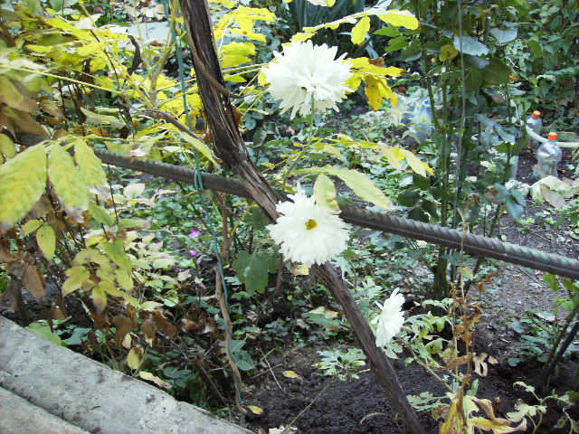 crizanteme in gradina in noiembrie 2