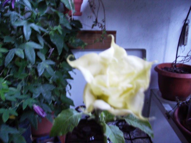 datura galbena dubla