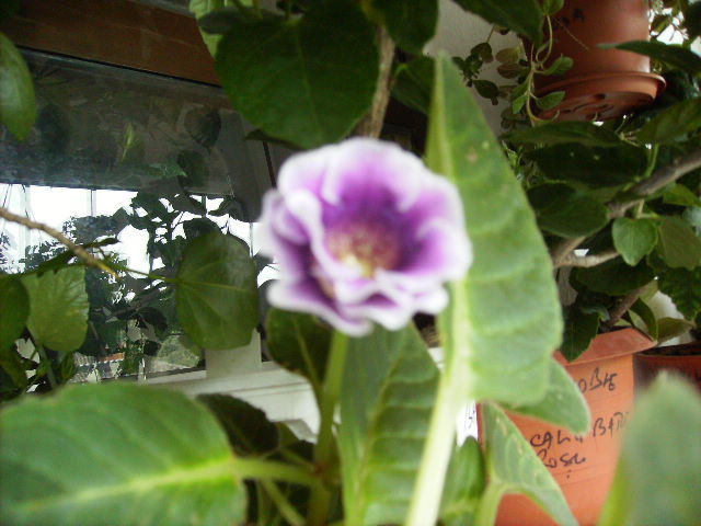 gloxinia inflorita in noiembrie