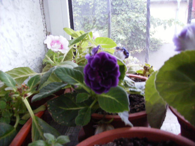gloxinia toamna2