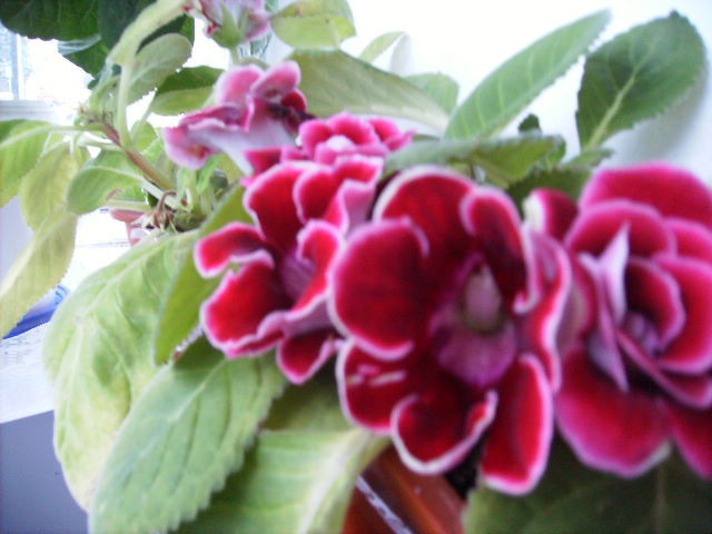 gloxinia toamna 2010