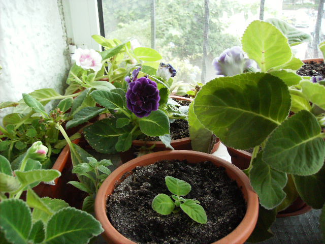 gloxinii toamna 3