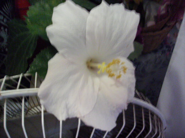 hibiscus 2 in noiembrie