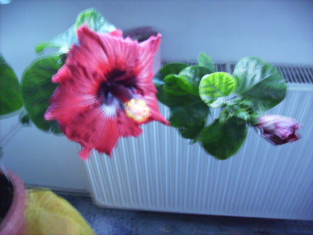 hibiscus 6 noiembrie 3