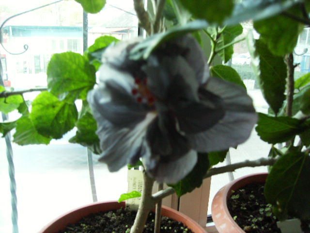 hibiscus 8 noiembrie 2