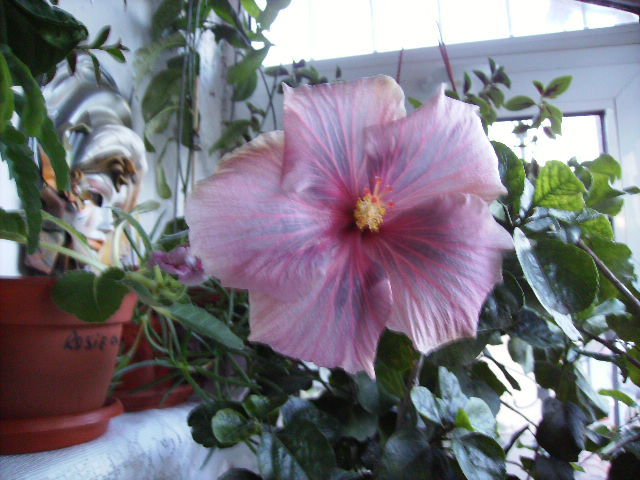 hibiscus - 8 noiembrie