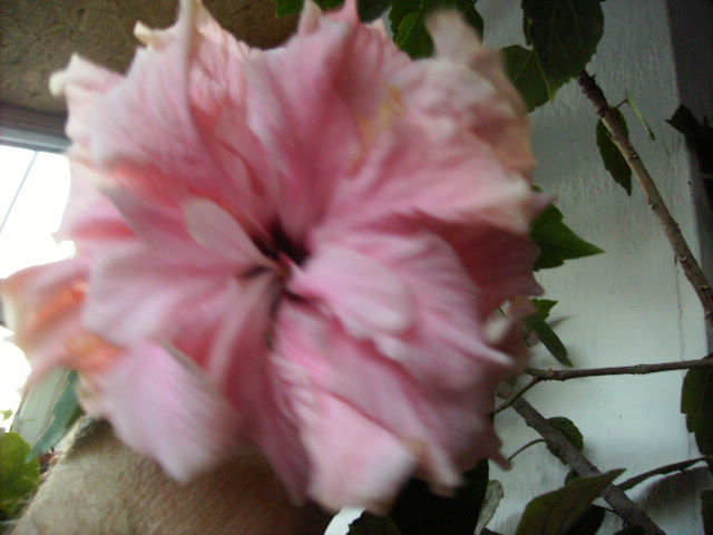 hibiscus  in noiembrie 3