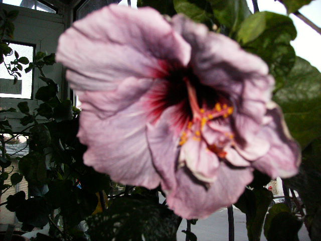 hibiscus in 6 noiembrie