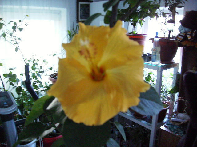 hibiscus in interior in noiembrie 2