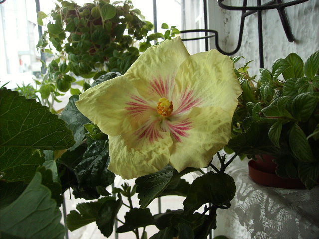 hibiscus in interior in noiembrie 5