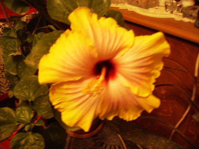 hibiscus in interior 6 noiembrie 2010