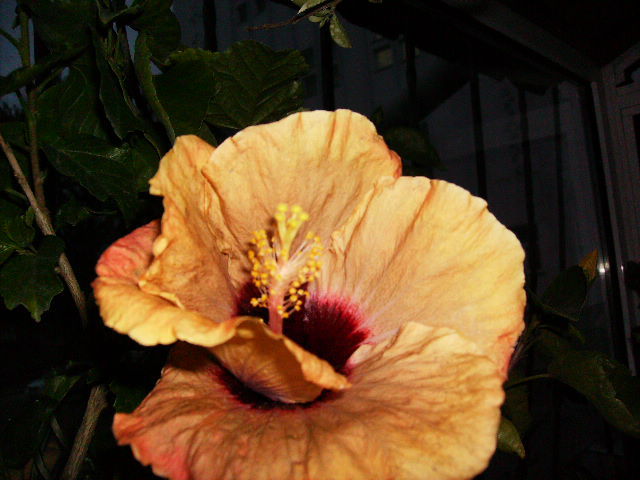 hibiscus in interior -noiembrie2