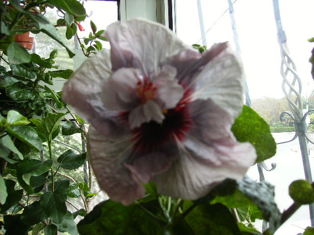 hibiscus in interior-noiembrie-6
