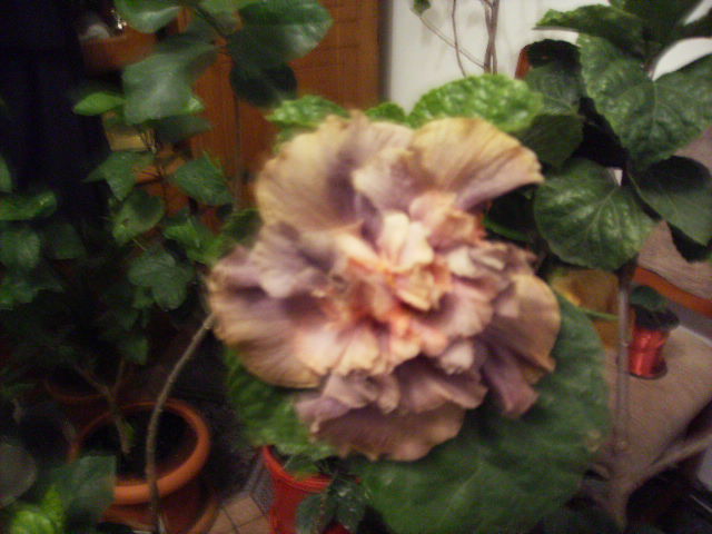 hibiscus in interior-noiembrie 3